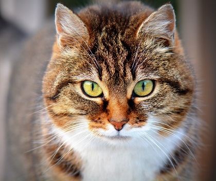 Castreren van gechipte kat