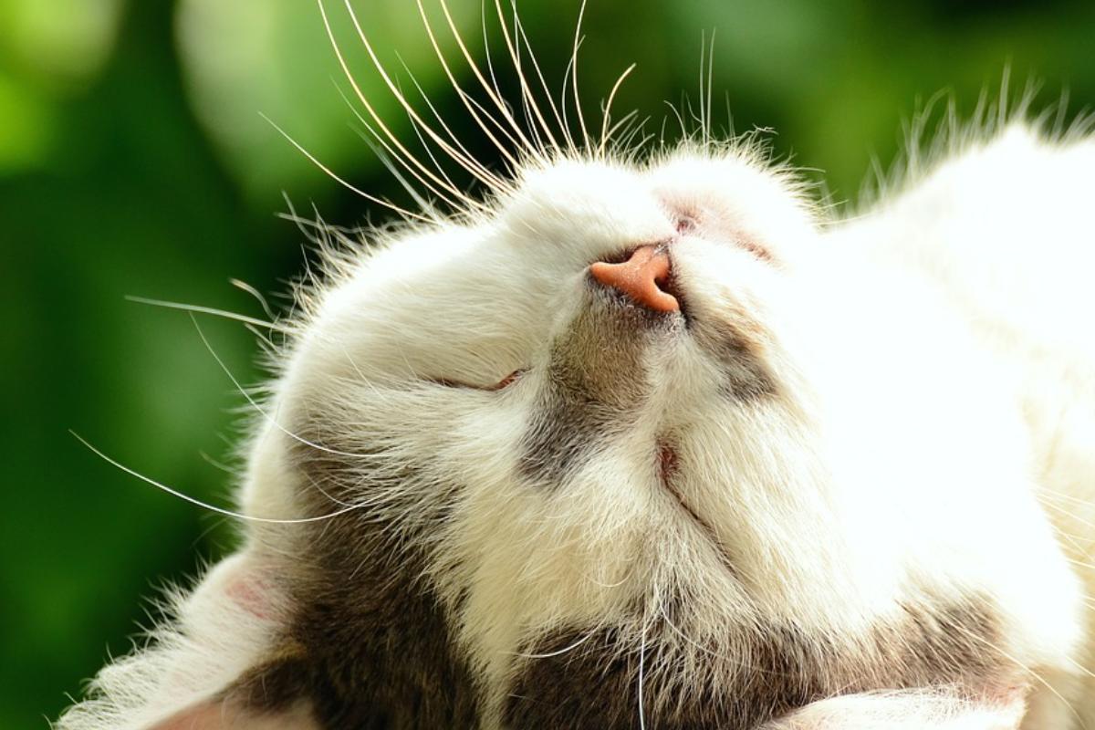 Steriliseren + chippen van kat