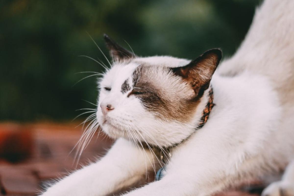 Castreren + chippen van kat