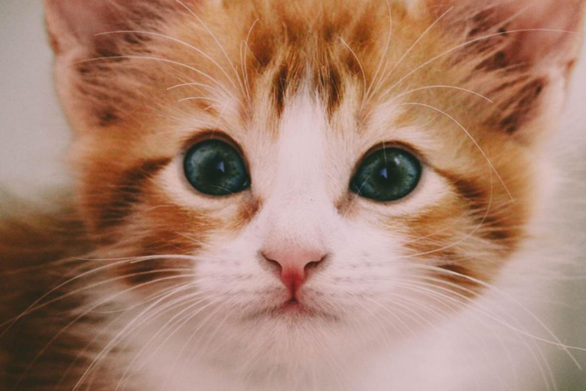 Chippen van gesteriliseerde/gecastreerde kat