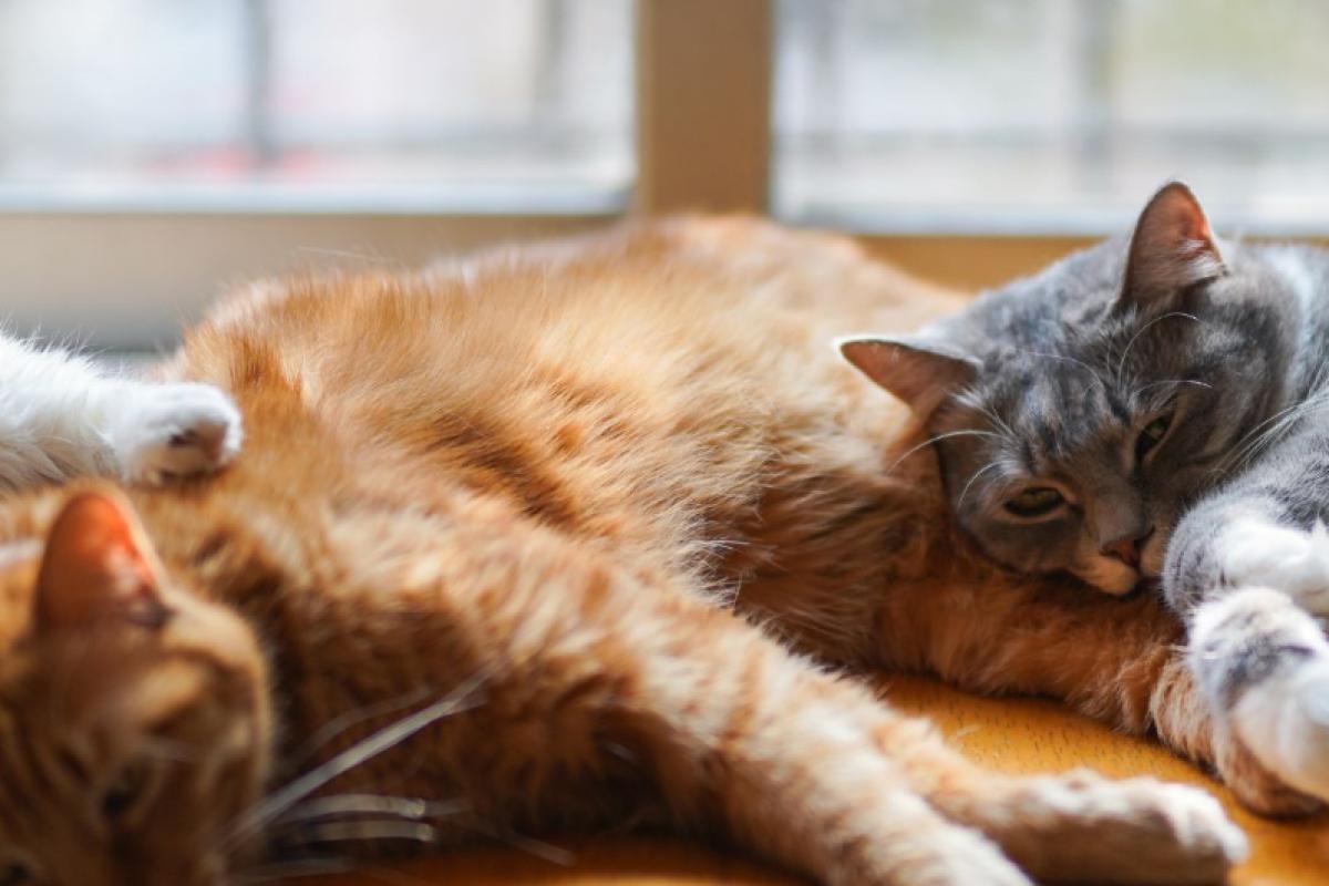 Castreren + chippen van kat