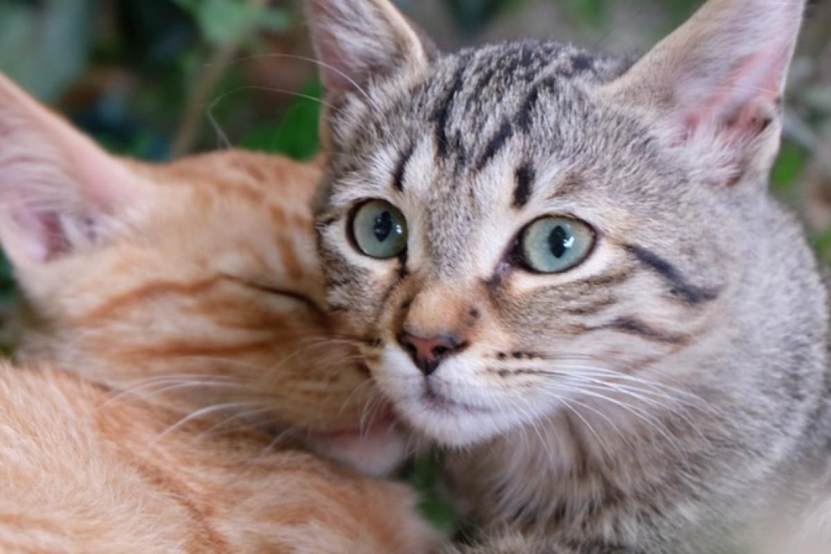 Steriliseren + chippen van kat