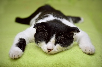 Steriliseren + chippen van kat