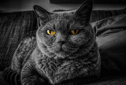 Chippen van gesteriliseerde/gecastreerde kat